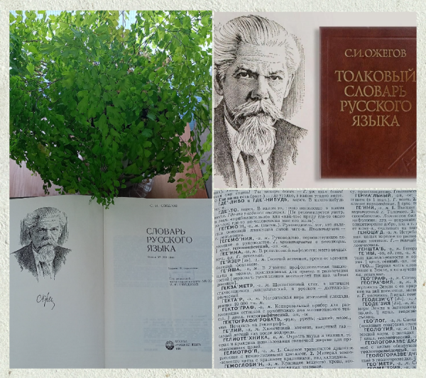 Все о словаре русского языка Ожегова